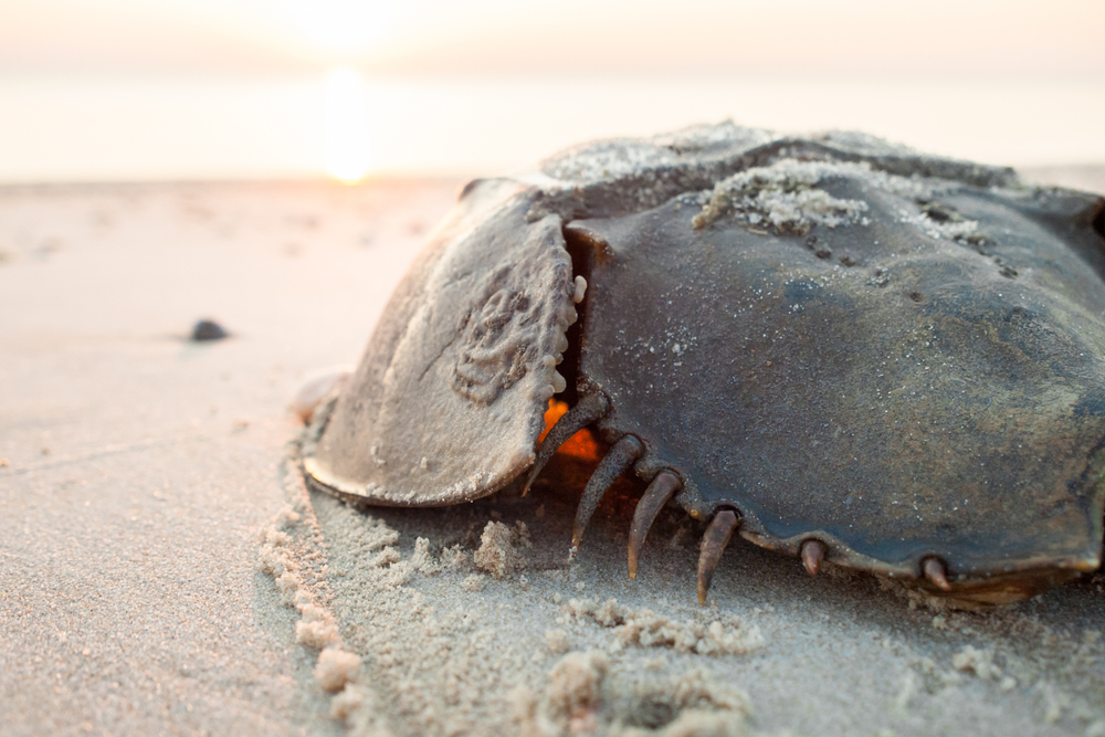 Harvesting of State’s Horseshoe Crabs to End in 2029; Hochul Decision Draws Cheers, Jeers From LIers