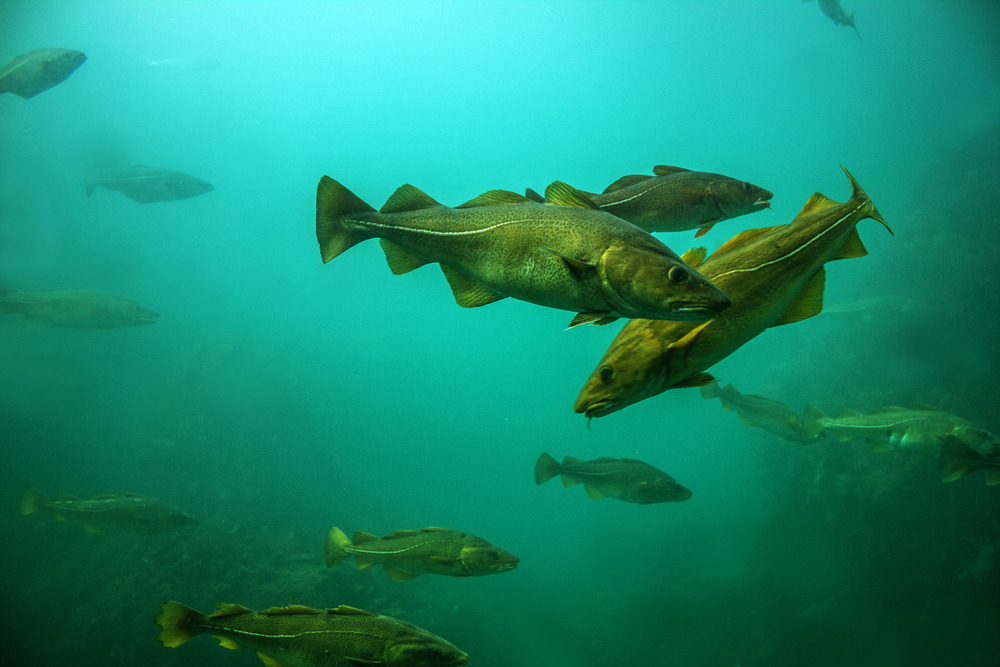 Canada Boosts Newfoundland Northern Cod Quota 55% to 59,000 Tonnes