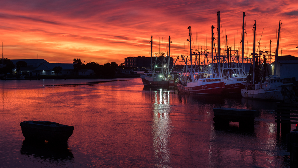 North Carolina: New Mandatory Harvest Reporting Requirements Begin Dec. 1