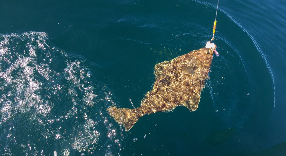 2026 Pacific Halibut Catches Likely to Be Near Last Year’s Limits