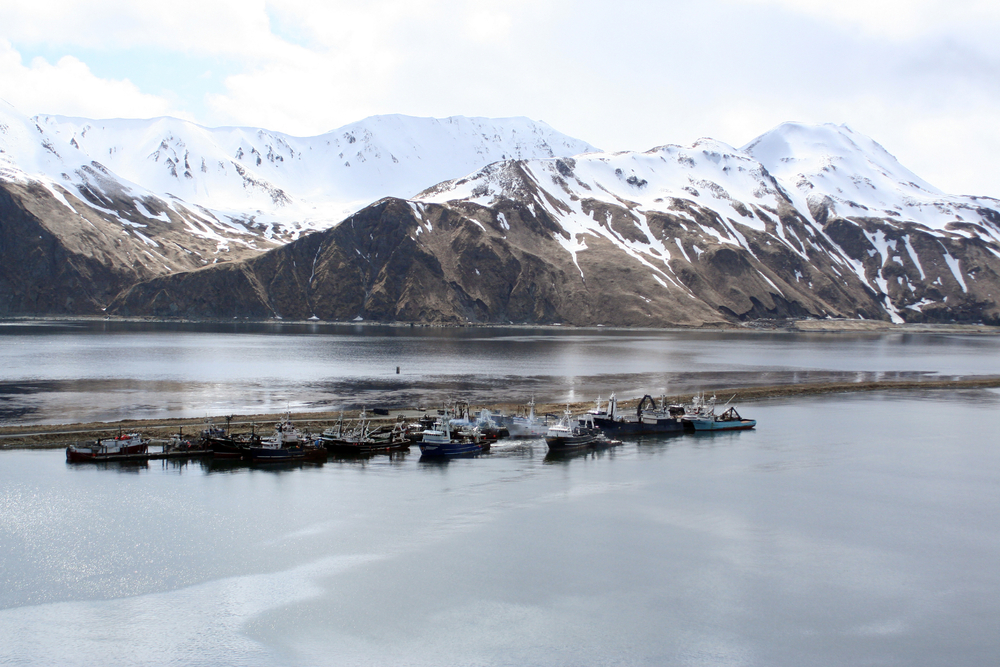 Toxin Produced by Algae Blamed for Alaska Seal Deaths