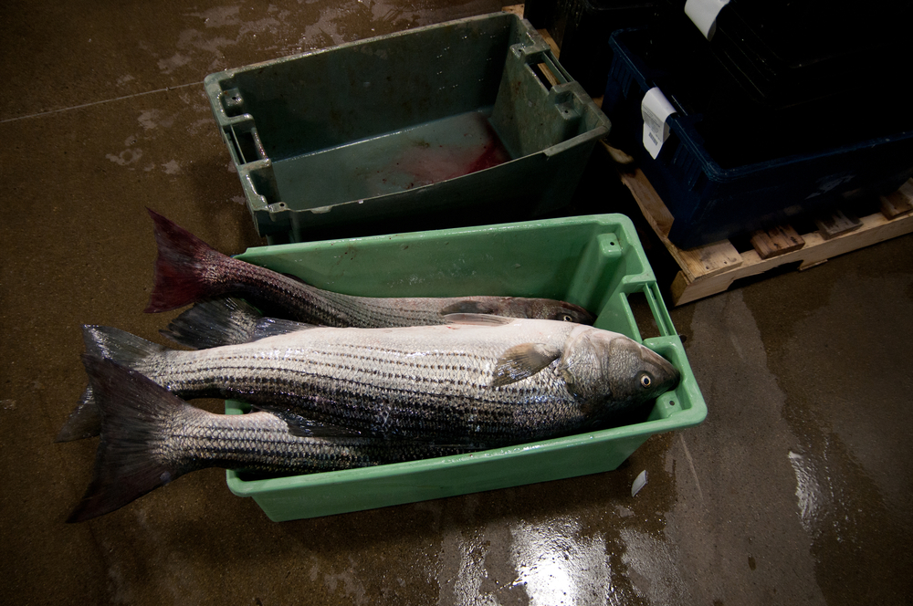 NMFS Extends Northeast Multispecies Emergency Measures to Protect New England Groundfish Industry