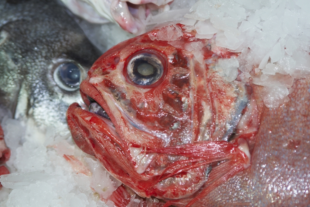 Between the Devil and the Deep Sea: Inside the Battle Over Trawling for a 200-Year-Old Fish