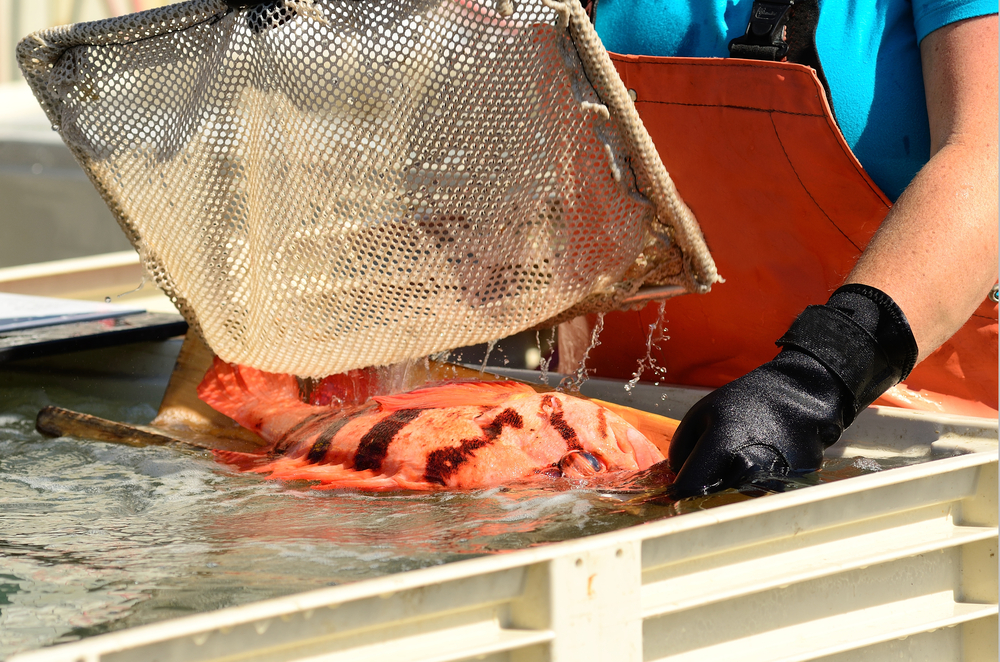 Oregon Politicians Call On USDA To Support West Coast Fishermen With Section 32 Purchases