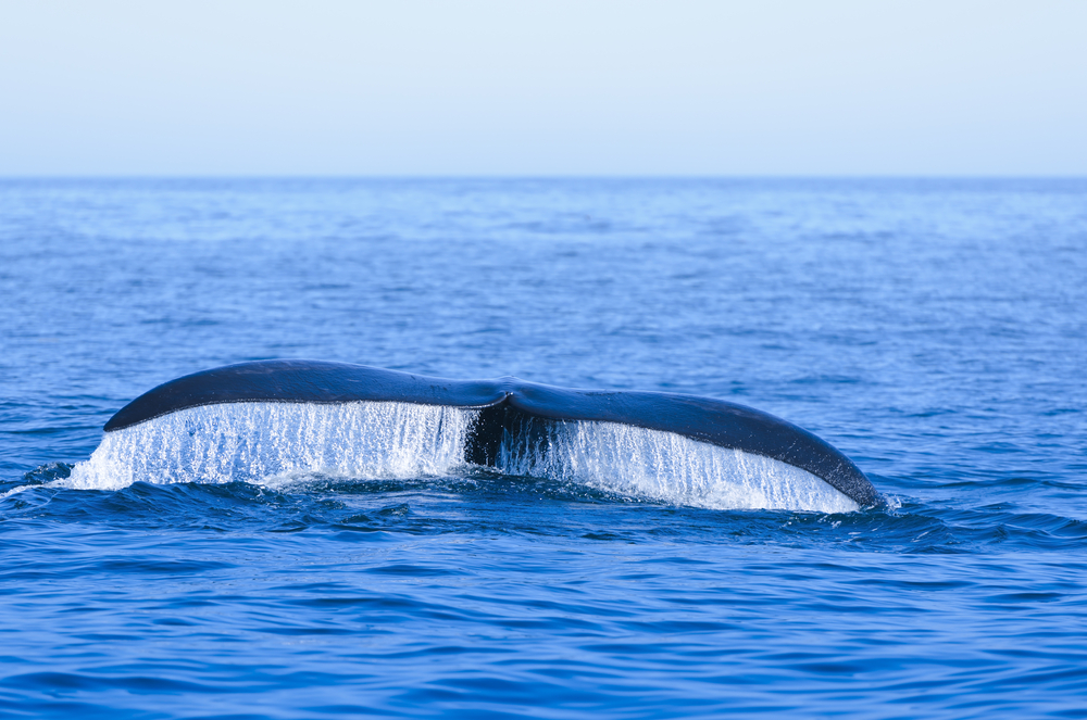 Whale Calving Season Starts with Disentanglement, Six Calves