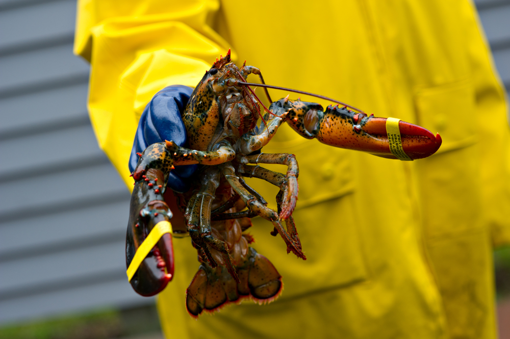 UMaine-led Team Develops More Holistic Way to Monitor Lobster Industry