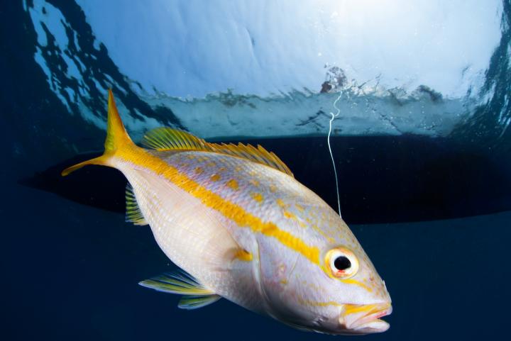 Fish Body Shape Reveals Geographic Origin of Landings in Small-scale Fisheries