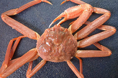 Bering Sea Snow Crab Quota Set at 27.6 Million Pounds, up 50% from 2017, Good Recruitment Continuing