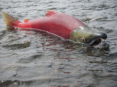 Size of Bristol Bay Run Will Be in Upper Range of Forecast, Likely 50-55 Million Sockeye