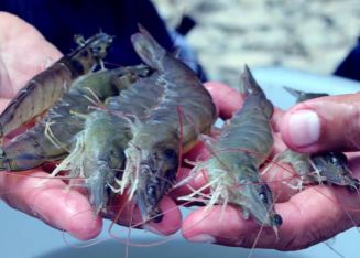 Sustainable Shrimp Partnership Holds First Feed Working Group Meeting