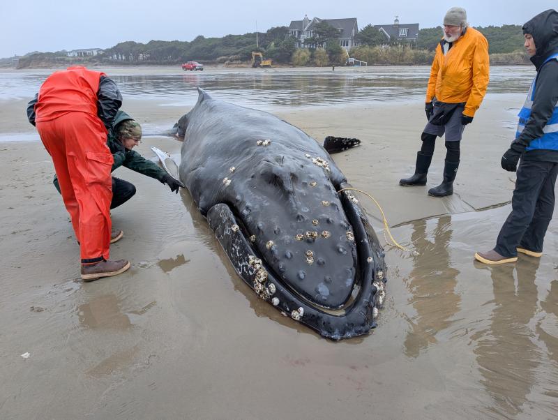 Oregon Investigates Whale Entanglement as State and Crab Fleet Highlight Years of Risk-Reduction