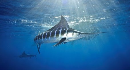 U.S. Fishery Managers Support Changes to Address Overfishing for Striped Marlin in the Pacific