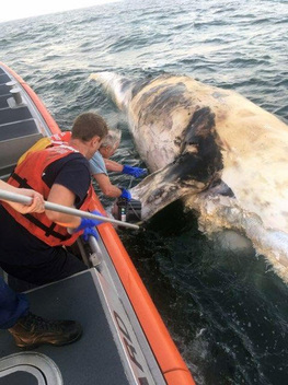 NOAA Confirms 2nd North Atlantic Right Whale Death of 2018