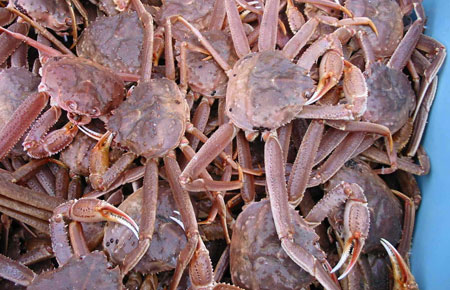 Tanner Crab Fishing Continues in Kodiak and Southern Alaska Peninsula