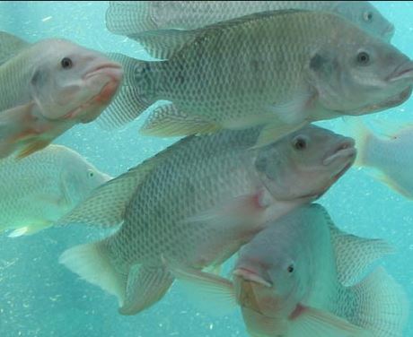 Despite Tilapia Price Stability, Chinese Processors Slow Purchasing and Farmers Turn to Basa