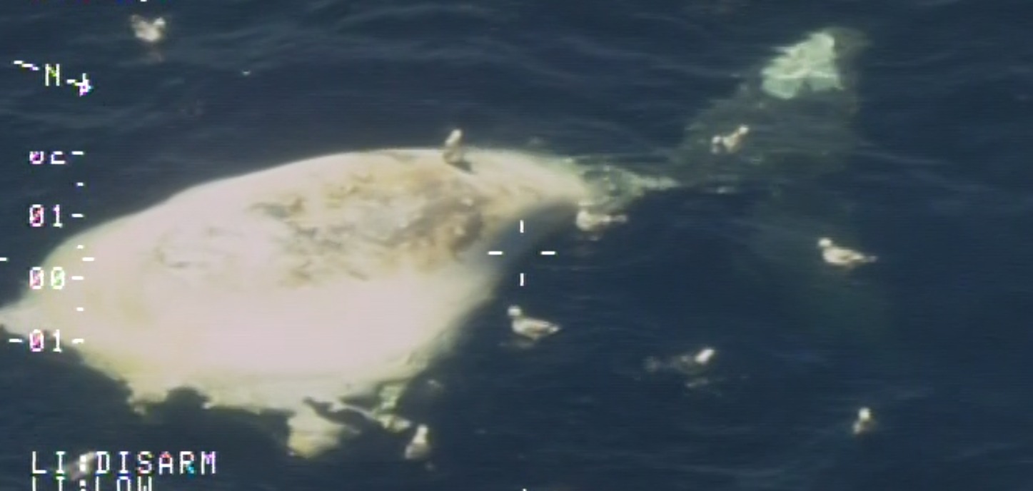 Dead North Atlantic Right Whale Spotted Off Southwestern Nova Scotia
