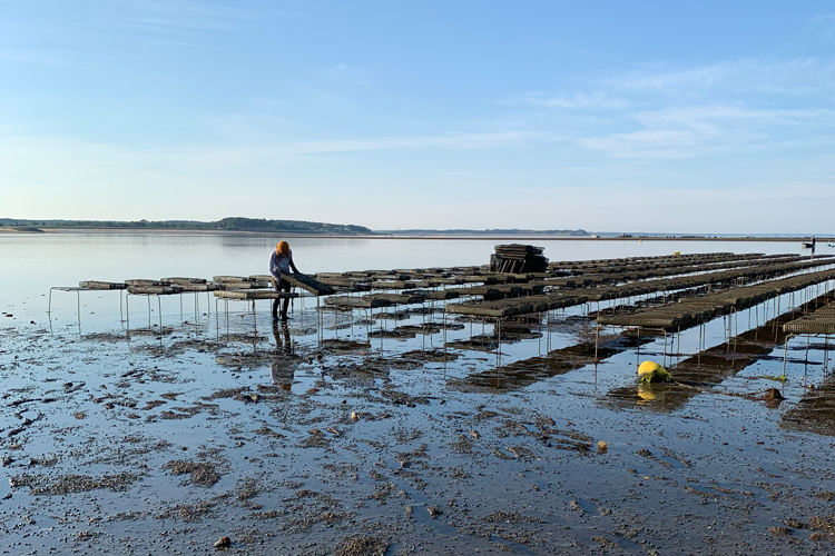 NOAA Taps University of New Hampshire to Lead $13.5M Aquaculture Research Push