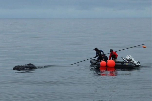 Cold Water Signals Along West Coast Could Help Assess Whale Entanglement Risk