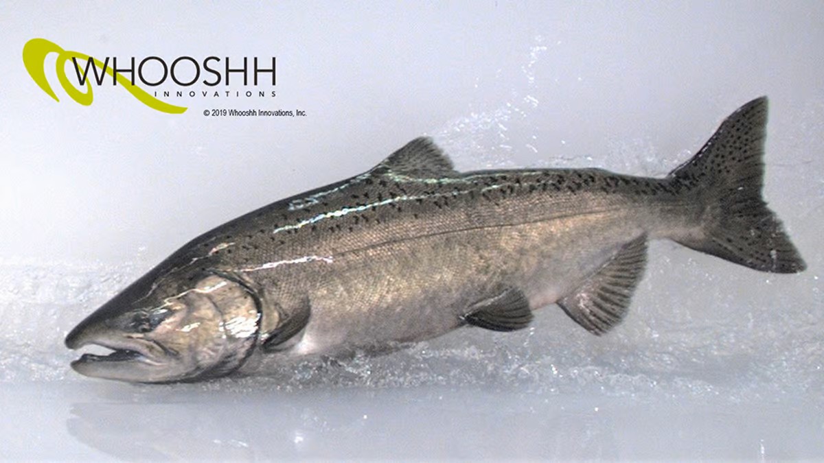 Salmon Cannon Successor Continues to Give Fish Tube-Rides Over Dams